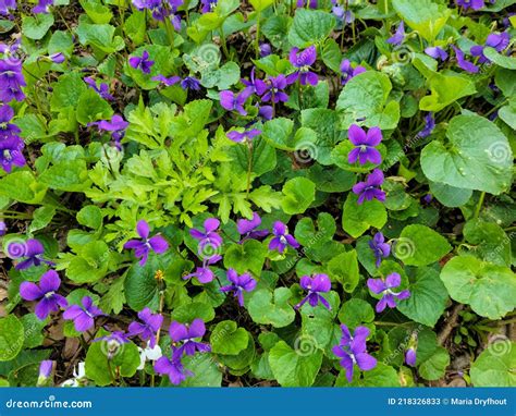 covering violet|wild violets ground cover.